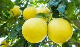 金秋柚最新爆料,揭秘娱乐圈最新热点事件